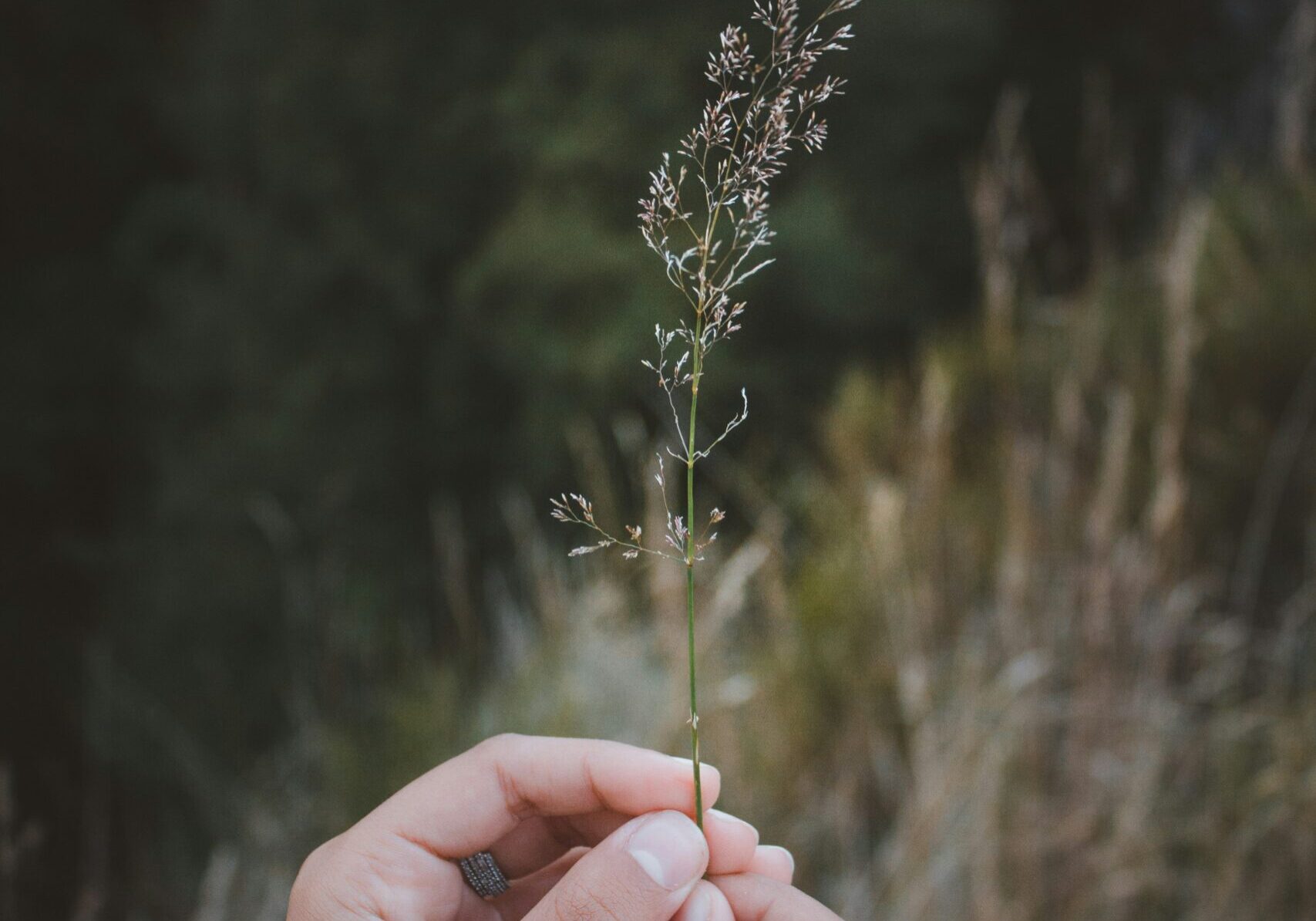 Picture of two hands in nature holding a flower. This is the first picture in the Birthmom Buddies blog post about empowering Native American birth mothers.